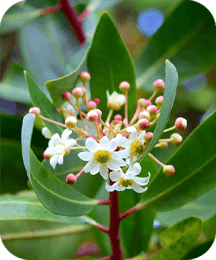 Catuaba Protoflow ingredient for energy focus confidence and male vitality support