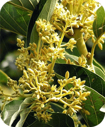 Muira Puama Protoflow ingredient for male performance vitality and libido support
